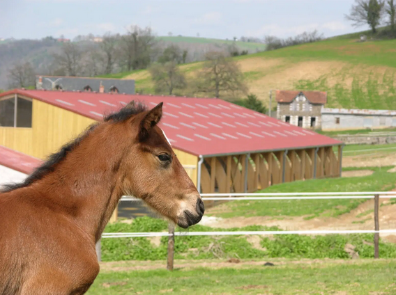 haras_de_calsacy