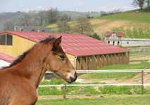 haras_de_calsacy
